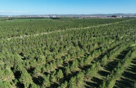 沙地上種出一片“綠?！薄獌?nèi)蒙古自治區(qū)錫林郭勒盟多倫縣生態(tài)治理見聞