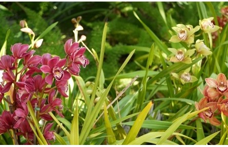 家庭養(yǎng)蘭宜選哪些品種？