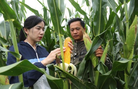 河北秋糧生產(chǎn)一線走訪見(jiàn)聞