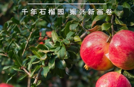 鑒往知來，跟著總書記學(xué)歷史 | 千年石榴園 振興新畫卷