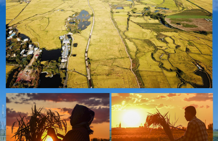 “豐”景如畫 滿載希望——全國(guó)糧食主產(chǎn)區(qū)保秋收見(jiàn)聞