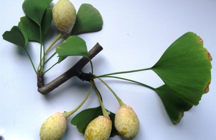 物種故事 | 銀杏：我國(guó)特有的孑遺植物