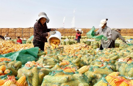 單產(chǎn)提升、以豐補歉、播種有序——河北秋收秋種一線見聞