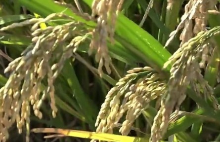 揚州大學：“滄?！弊兞继?科技助豐年