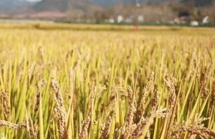 陜西商洛：“南稻北移”喜獲豐收 多元發(fā)展生態(tài)農(nóng)業(yè)