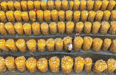 各地秋收加速推進(jìn) 秋種有序開(kāi)展