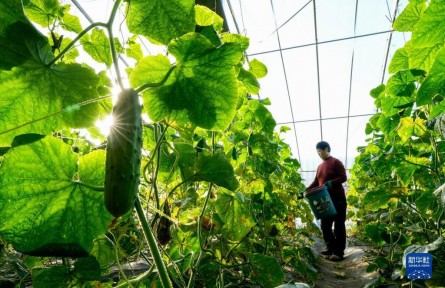 河北灤州：高效設施農業(yè)助冬季增收