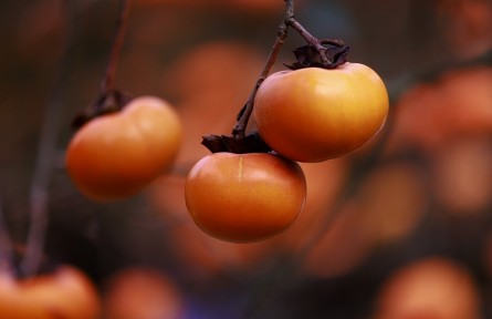 辟謠 | 盡享柿子美味，要跳出這些認(rèn)知誤區(qū)