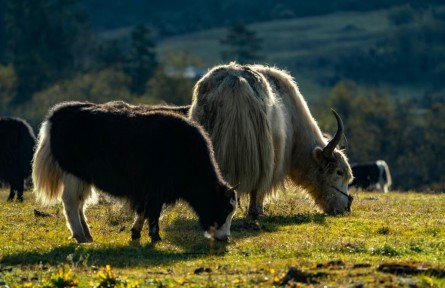 藍(lán)天、草甸、雪山、湖泊……麗香鐵路沿線有多美？