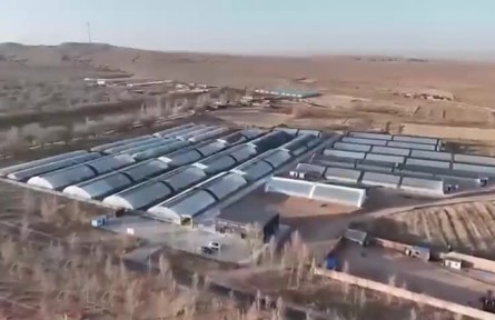 寧夏：大棚經(jīng)濟(jì)遍地開(kāi)花 種出鄉(xiāng)村美好生活