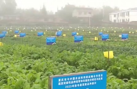 重慶市蔬菜良種覆蓋率達到90%以上