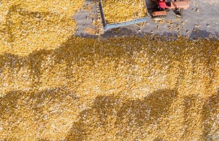 明年“三農(nóng)”工作，這幾個(gè)“點(diǎn)”要把握好