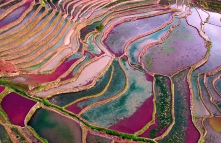 國(guó)家紅萍種質(zhì)資源圃：守護(hù)一池“滿(mǎn)江紅”