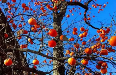 農(nóng)村俗語“院中有五樹，子孫一直富”，說的都是哪些樹？