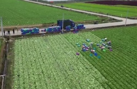 【新春走基層】廣東廣州：一年四造新探索 “稻蔬輪種”促增收