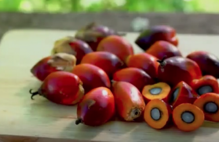 棕櫚油真的不健康嗎？