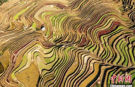 貴州從江：梯田春色美如畫(huà)