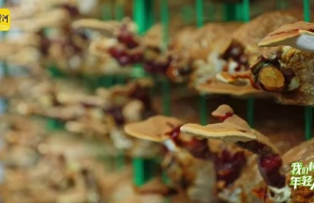 “靈芝大王”曹子英：把“仙草”做成大產(chǎn)業(yè)，一個(gè)靈芝盆景賣(mài)出近萬(wàn)元