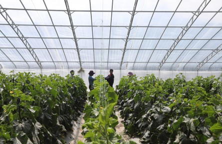 西藏蔬菜看白朗！白朗是如何成長為“西藏糧倉”的？