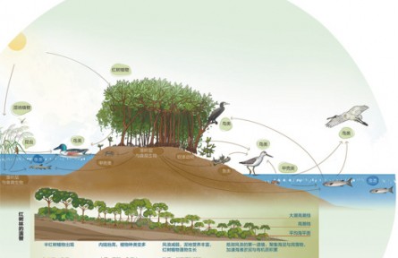像愛(ài)護(hù)眼睛一樣守護(hù)好紅樹(shù)林