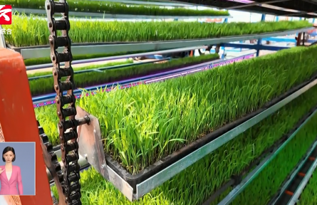 “鏈”出新質(zhì)生產(chǎn)力：現(xiàn)代種業(yè)及食品產(chǎn)業(yè)鏈如何繪制好“豐”景？