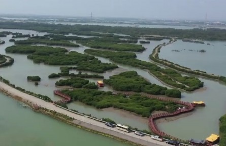 廣東：像愛(ài)護(hù)眼睛一樣守護(hù)好紅樹(shù)林