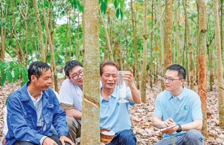 一棵橡膠樹(shù)，三代育種人