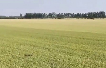 【在希望的田野上·三夏時節(jié)】從市場感知夏糧生產新變化