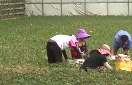 三大糧食作物兩種農業(yè)保險政策2024年起在全國全面實施