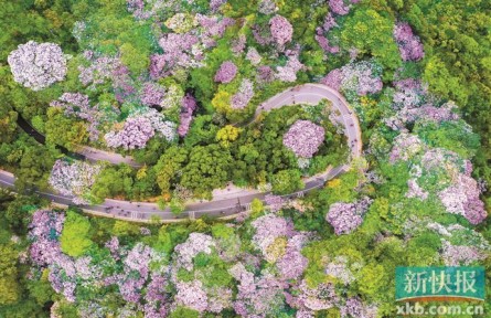 點(diǎn)“石”成綠！廣東石漠化沙化地區(qū)植被蓋度超80％