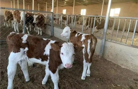 內(nèi)蒙古：科技賦能 用“芯”引領(lǐng)農(nóng)牧民犇上幸?！芭！比兆?></a></td>
<td align=