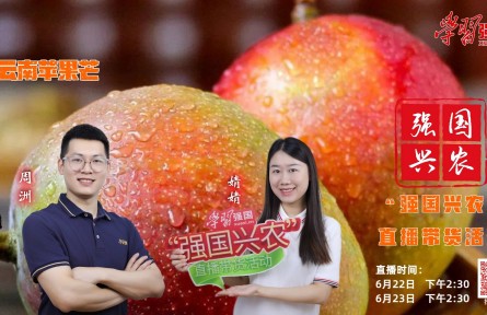 半夏時光，芒果飄香，明天下午2:30，“強國興農(nóng)”直播帶貨活動邀您收看