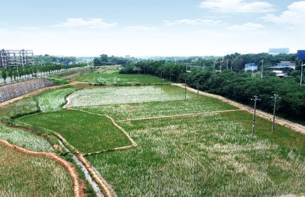 全國土地日|湖南株洲四級田長話耕?！羝鸺Z食安全的重任