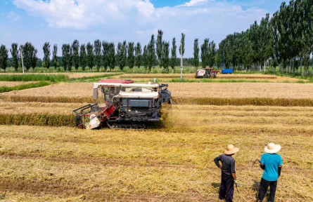 田間好“豐”景！寧夏原糧儲(chǔ)備生產(chǎn)基地10萬畝小麥開鐮收割