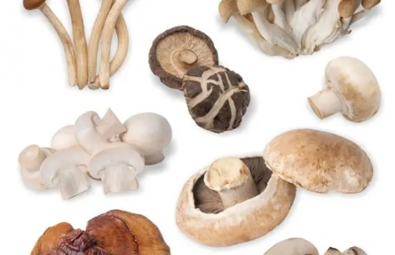 “菇”勇者們，路邊的“傘傘”莫要采！