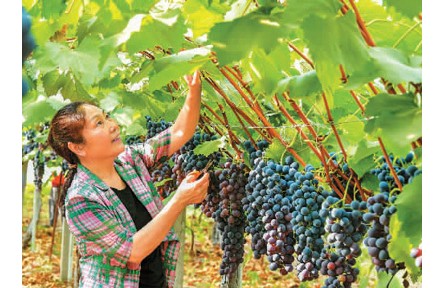 今年國內市場水果為啥變便宜了？