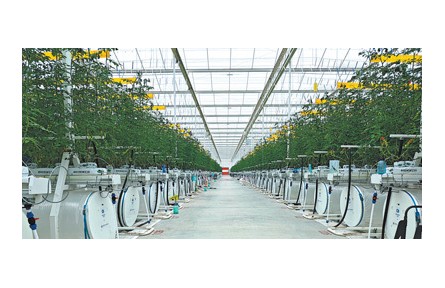 現(xiàn)代設施種植，讓“菜籃子”拎得更穩(wěn)當