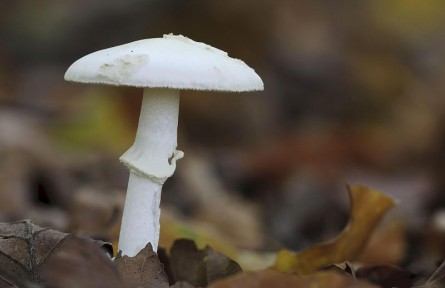 辟謠|毒蘑菇鑒別“妙招兒”靠譜嗎？