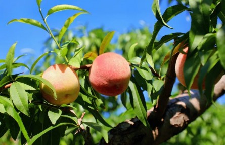 北京延慶區(qū)張山營鎮(zhèn)黃柏寺村大桃上市！