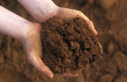 科技名詞|暗棕壤 dark brown forest soil，dark brown soil