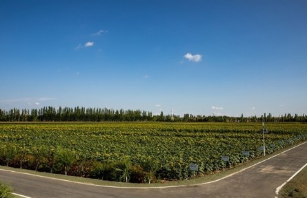 內(nèi)蒙古巴彥淖爾：加速種業(yè)創(chuàng)新 做強(qiáng)農(nóng)業(yè)“芯片”