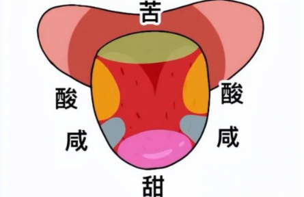 辟謠|“舌尖嘗甜，舌根嘗苦”？你以為的舌頭“味覺(jué)地圖”，其實(shí)是假的