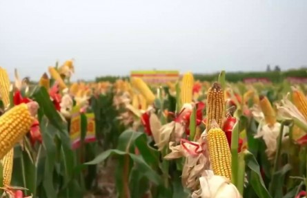 河南：加強(qiáng)穩(wěn)產(chǎn)安全品種推廣 提高玉米抗災(zāi)能力