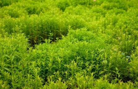 在云南西雙版納，種“草”何以生“金”？