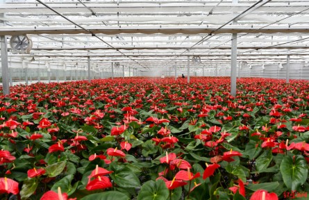 瓜果飄香、蔬菜滿園，青藏高原上有個(gè)農(nóng)業(yè)“后花園”