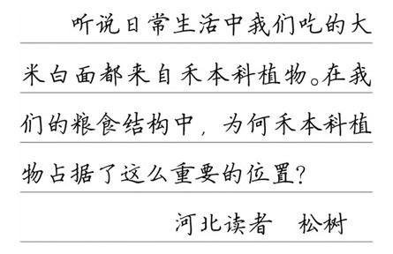 科普|主食為何大多來自禾本科植物？