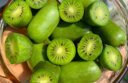 網(wǎng)紅水果來襲！延慶千家店軟棗獼猴桃解鎖鄉(xiāng)村振興“甜蜜密碼”