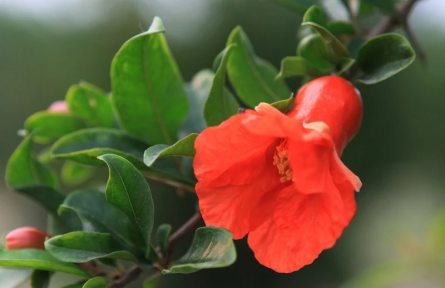 辟謠|石榴、李子、蘋果……綠化帶的水果能吃嗎？