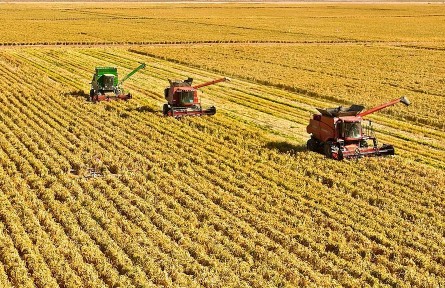 又是一年好“豐”景！全國(guó)秋糧已收獲59.8%