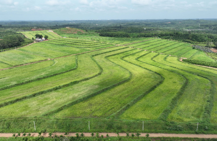 海南：守住耕地“責(zé)任田” 夯實(shí)糧食安全基石